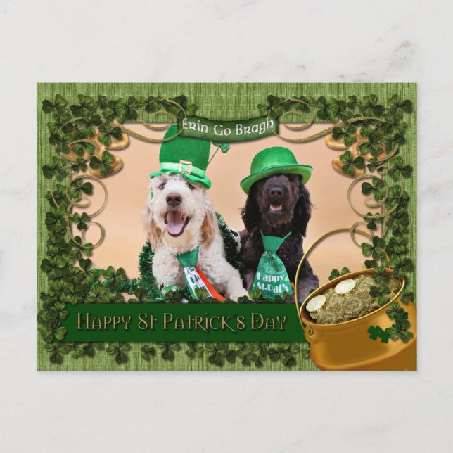St Pats-dagen - GoldenDoodles - Sadie och Izzie Vykort (Framsida)