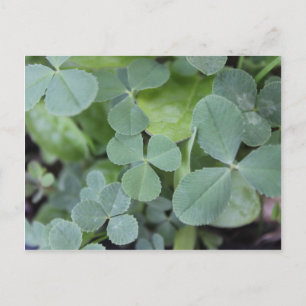 St Pattys Day Klöver Mix Vykort