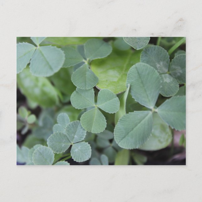 St Pattys Day Klöver Mix Vykort (Framsida)