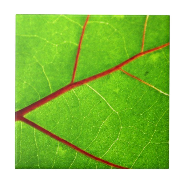 St Thomas 1 Kakelplatta (Framsidan)