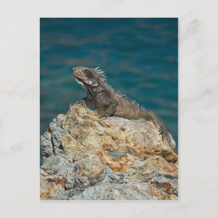 St. Thomas, Iguana Vykort