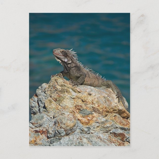 St. Thomas, Iguana Vykort (Framsida)