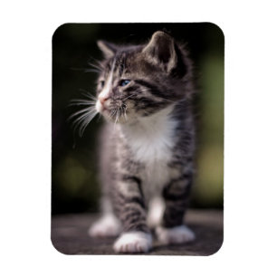 Stå för kattunge som är högväxt magnet