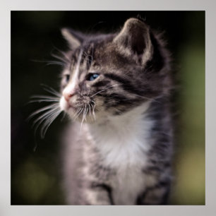 Stå för kattunge som är högväxt poster