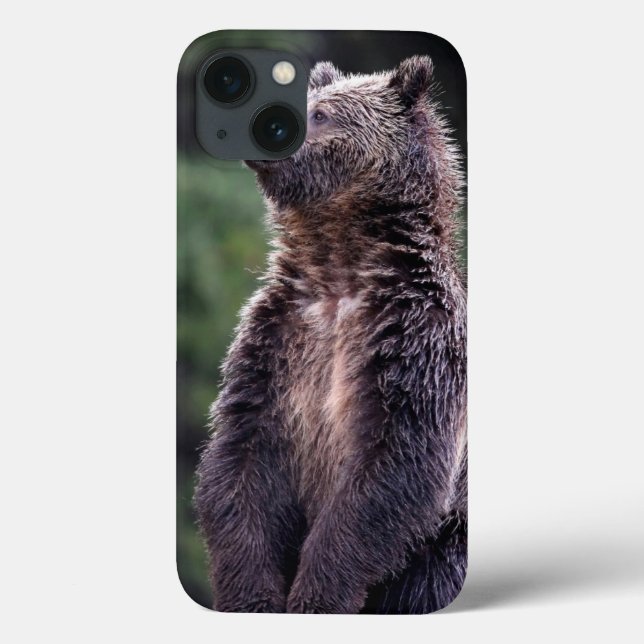 Stå Grizzlybjörn (Baksida)
