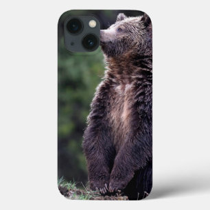 Stå Grizzlybjörn