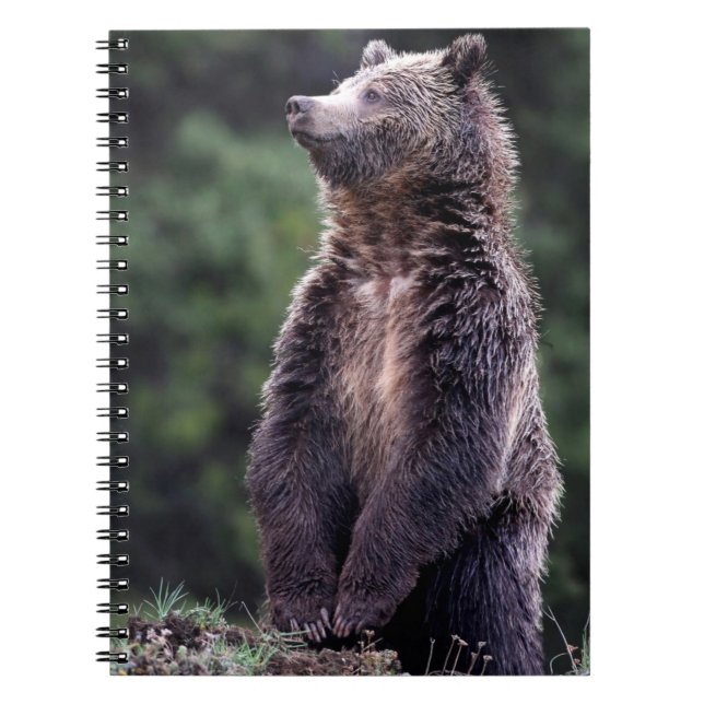 Stå Grizzlybjörn Anteckningsbok Med Spiral (Framsidan)