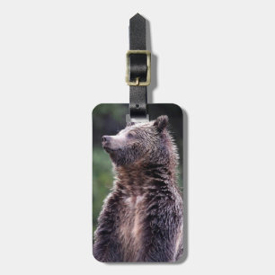 Stå Grizzlybjörn Bagagebricka