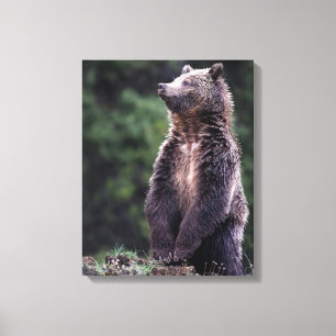 Stå Grizzlybjörn Canvastryck