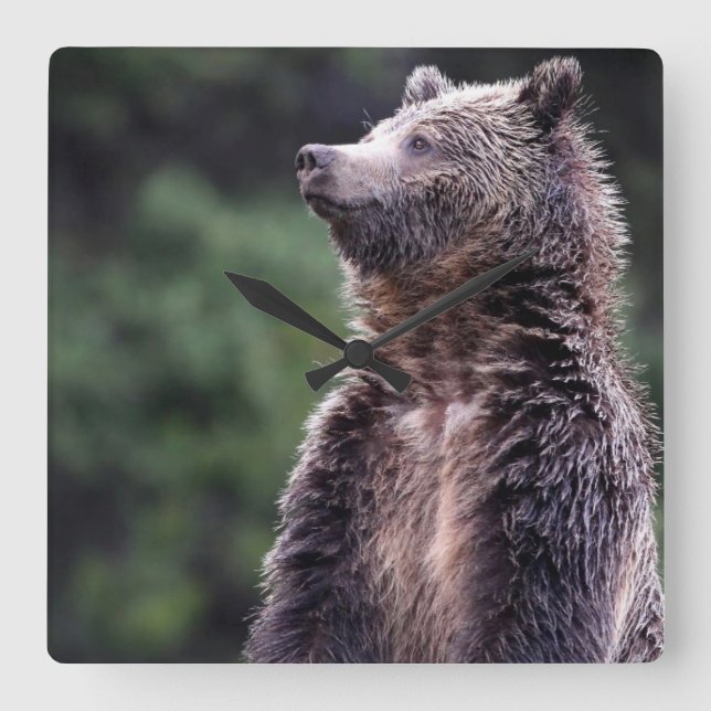 Stå Grizzlybjörn Fyrkantig Klocka (Framsida)