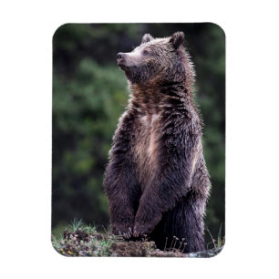 Stå Grizzlybjörn Magnet