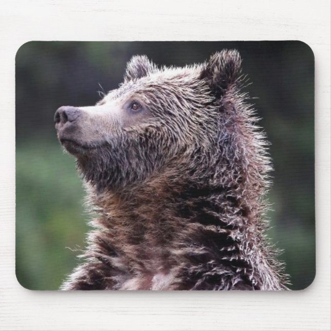 Stå Grizzlybjörn Musmatta (Framsidan)