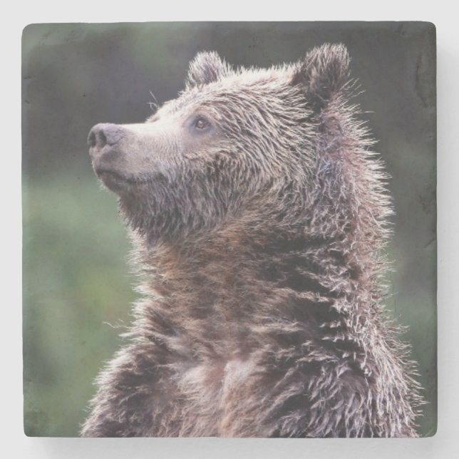 Stå Grizzlybjörn Stenunderlägg (Framsidan)
