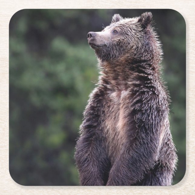 Stå Grizzlybjörn Underlägg Papper Kvadrat (Framsidan)