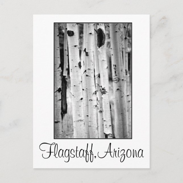 Stå högt Aspen Flagstaff Vykort (Framsida)