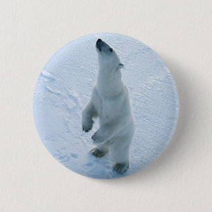 Stå polar björn knapp