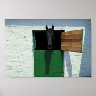Stabled Horse med Fransk Door Poster