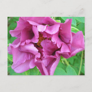 Staceys blom- design vykort