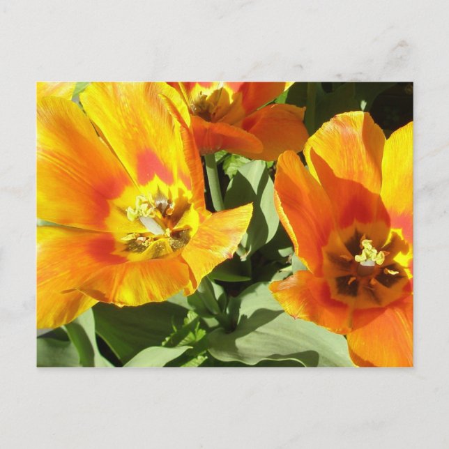 Staceys blom- design vykort (Framsida)