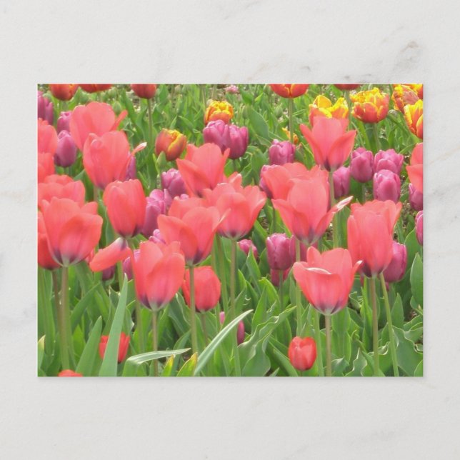 Staceys blom- design vykort (Framsida)