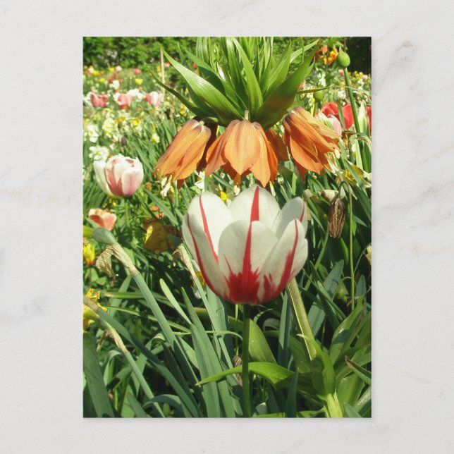 Staceys Blommigt-design Vykort (Framsida)