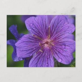 Staceys Blommigt-design Vykort