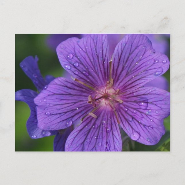 Staceys Blommigt-design Vykort (Framsida)