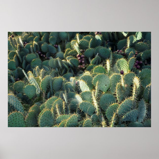 Stachelige Kaktton Poster (Framsidan)