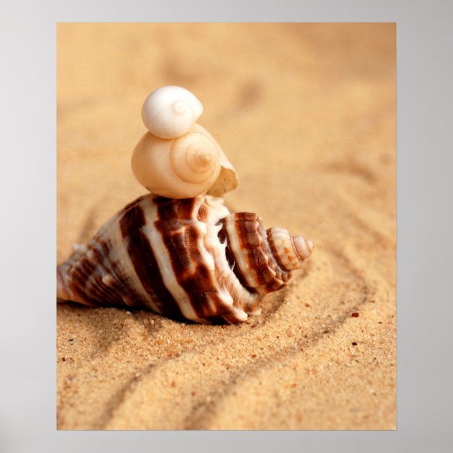 Stack för Söt Conch-Snäckor Poster (Framsidan)