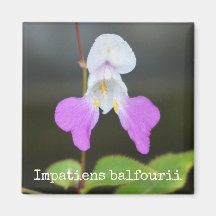 Stackars mans Orchid Botanical Magnet