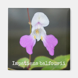 Stackars mans Orchid Botanical Magnet