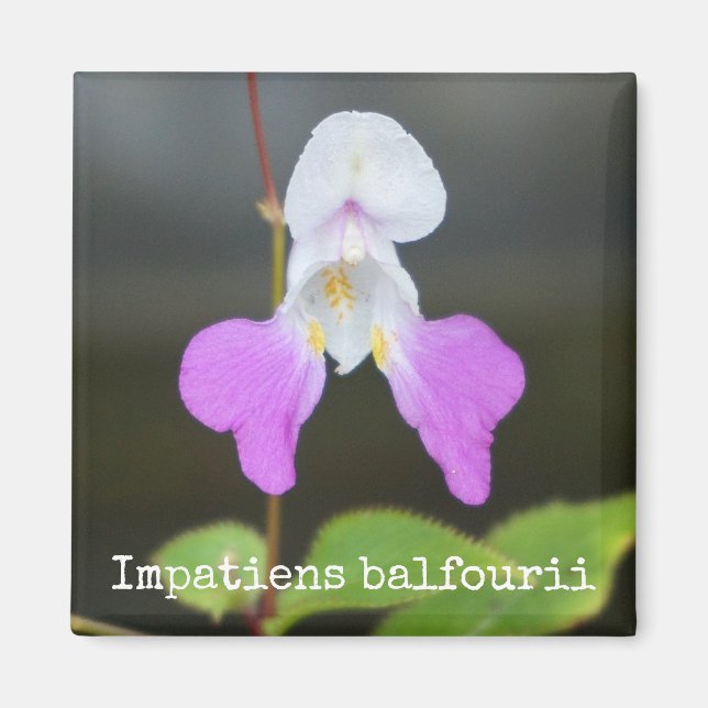 Stackars mans Orchid Botanical Magnet (Framsidan)