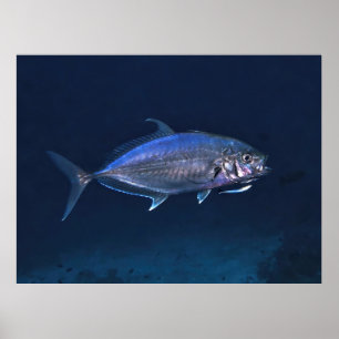 Städning jack poster