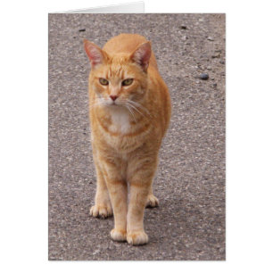 Stads- tiger OBS kort
