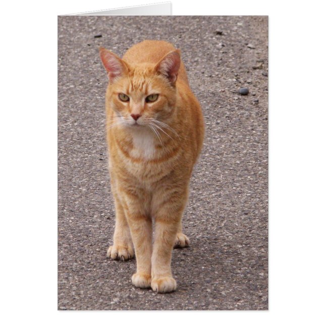Stads- tiger OBS kort (Framsidan)