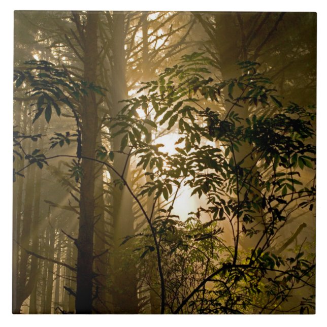 Städsegrön skog | Oregon-kusten Kakelplatta (Framsidan)