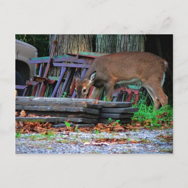 Stadsintegrering Vykort (Framsida)