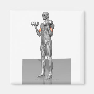Stående biceps Curl 2 Magnet