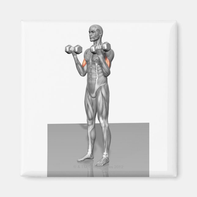 Stående biceps Curl 2 Magnet (Framsidan)