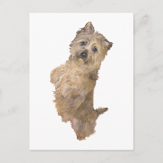 Stående Cairnterrier Vykort (Framsida)