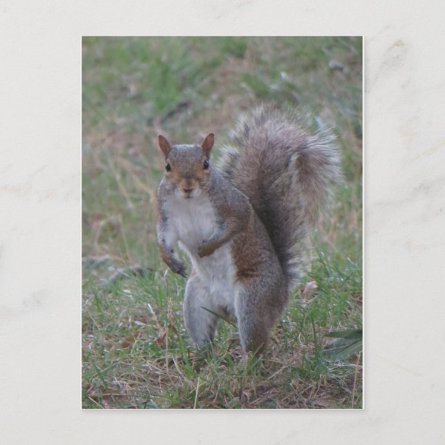 Stående ekorre vykort (Framsida)