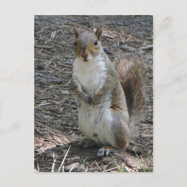 Stående ekorre vykort (Framsida)