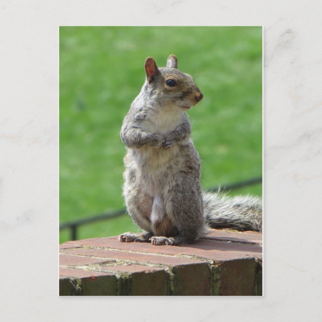 Stående ekorre vykort (Framsida)