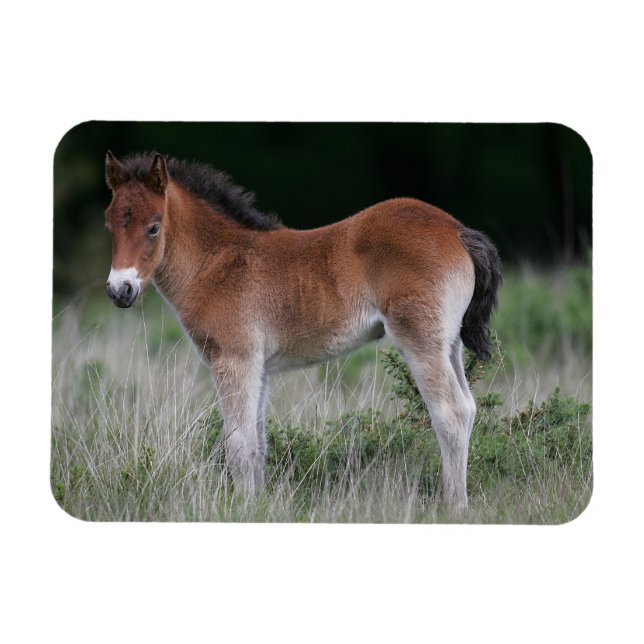 Stående föl magnet (Horisontell)