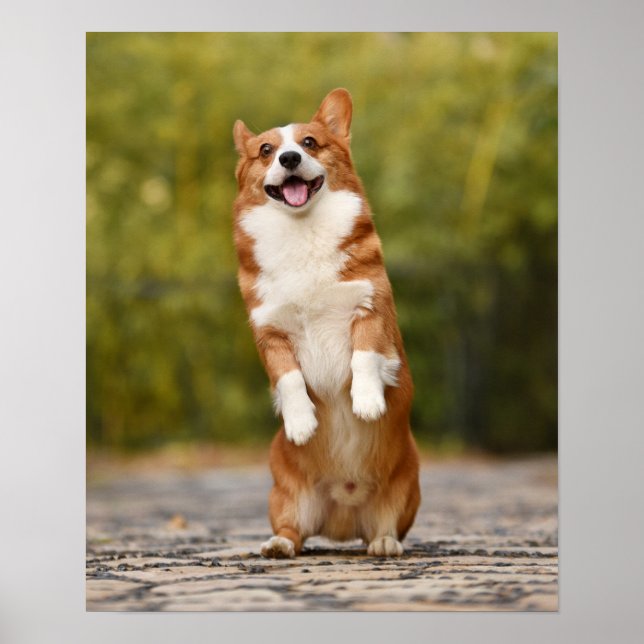 Stående foto för lycklig Corgi Puppy Poster (Framsidan)