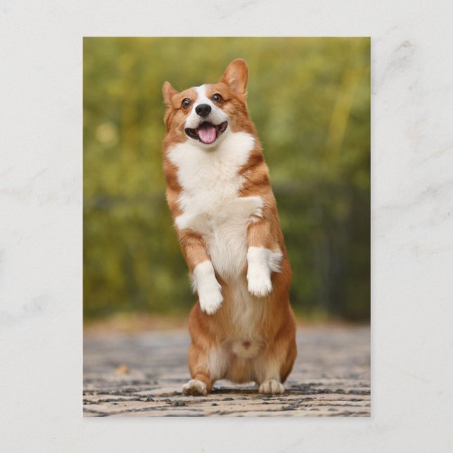 Stående foto för lycklig Corgi Puppy Vykort (Framsida)