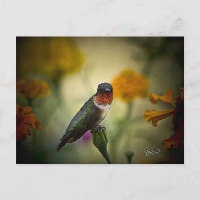 Stående garde vykort (Framsida)