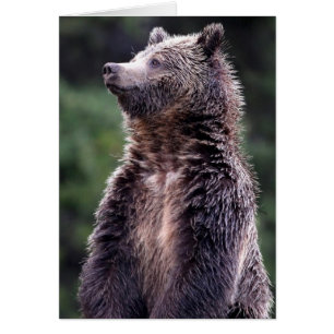 Stående Grizzly Bear Hälsningskort