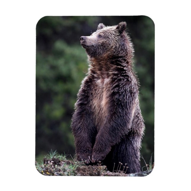 Stående Grizzly Bear Magnet (Vertikal)