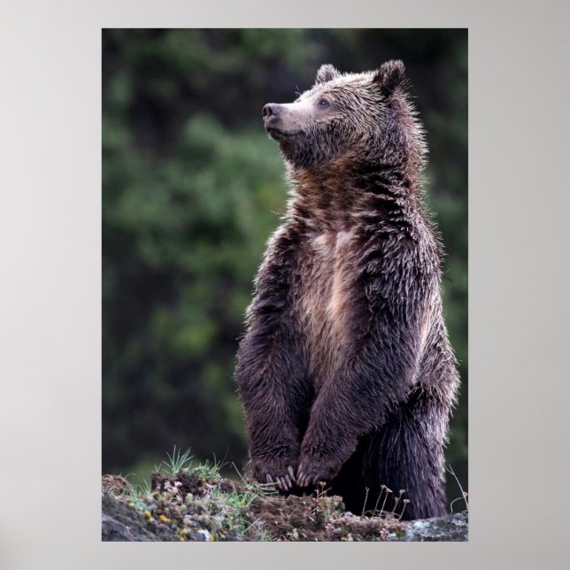 Stående Grizzly Bear Poster (Framsidan)
